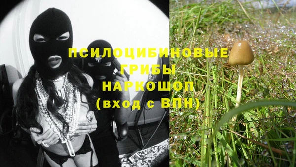 индика Белокуриха